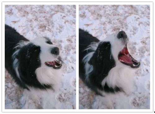 娱乐吃瓜酱边牧,娱乐吃瓜酱与边牧的欢乐日常